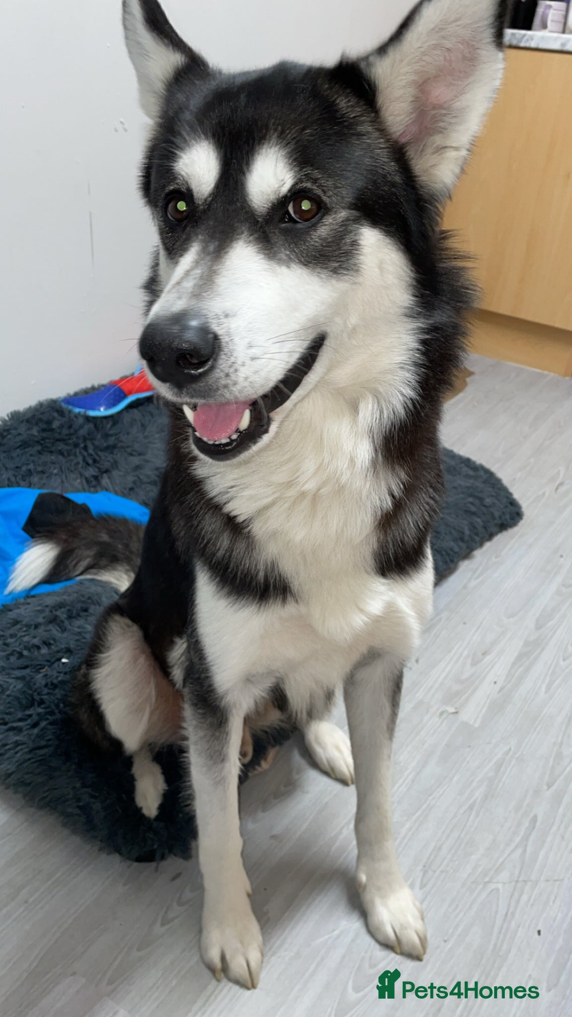 Siberian Husky dogs Male husky - Advert 3