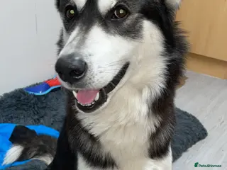 Siberian Husky dogs Male husky - Advert 3