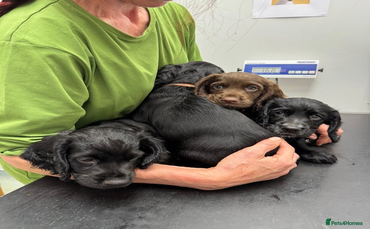 Cocker Spaniel dogs - Advert 13