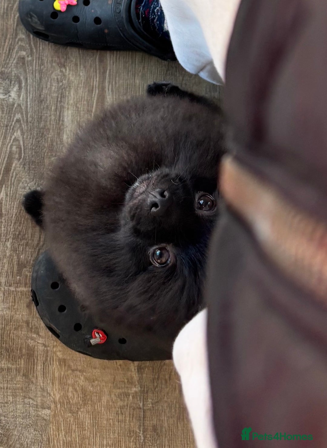 Pomeranian dogs for sale: BEAR 7 month pomeranian - Advert 8