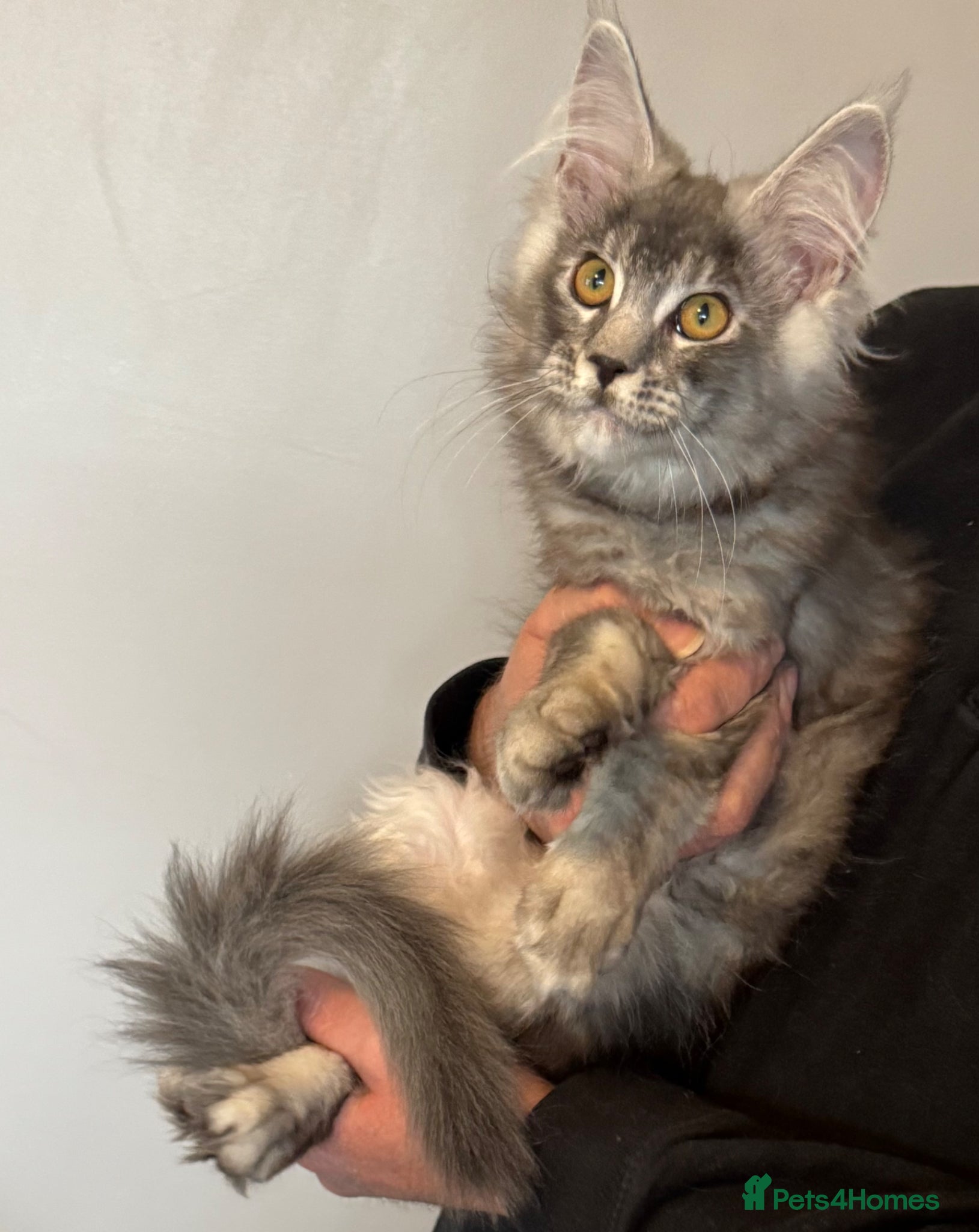 Maine Coon cats Ready Now Quality TICA Maine Coons active possible - Advert 2