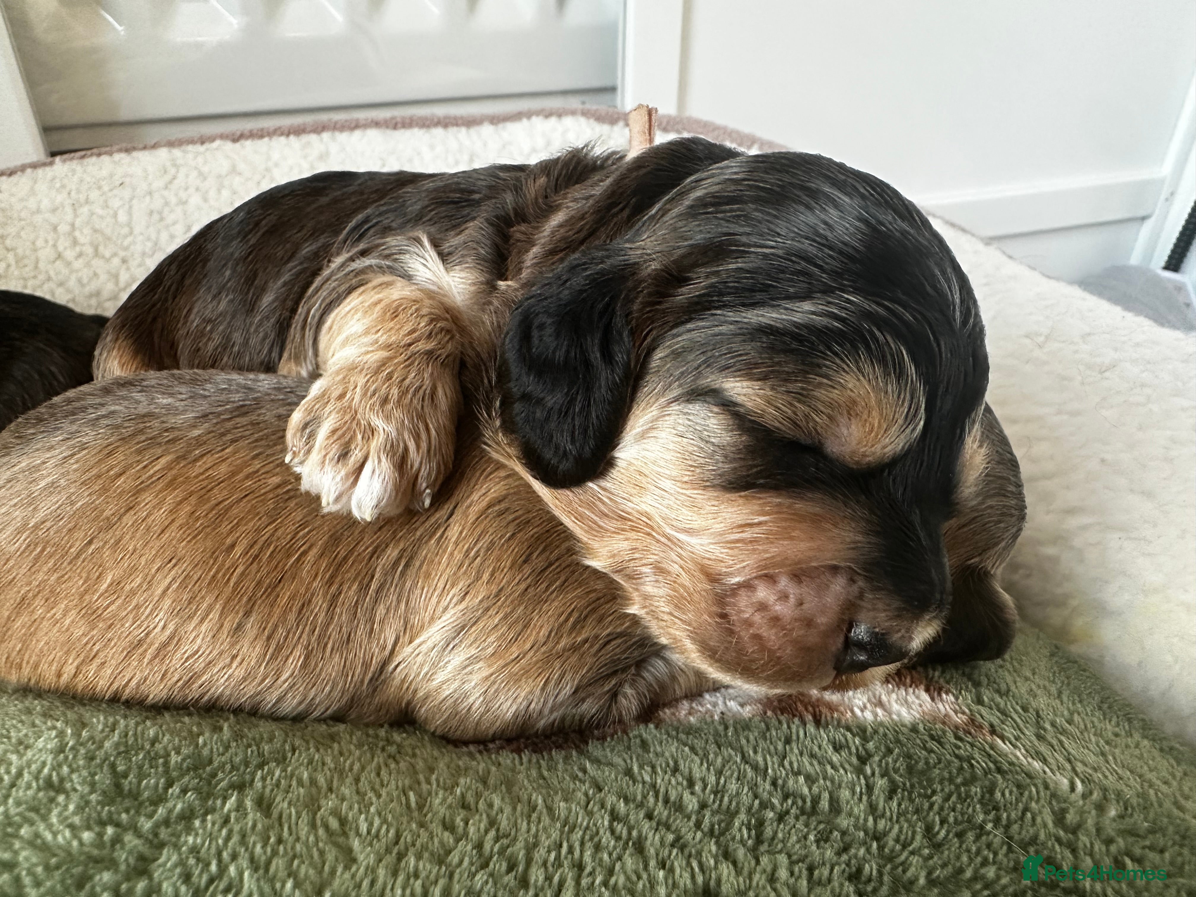 Cockapoo dogs 🌟 Premium F1 Mini Cockapoo Puppies 🌟 - Advert 6