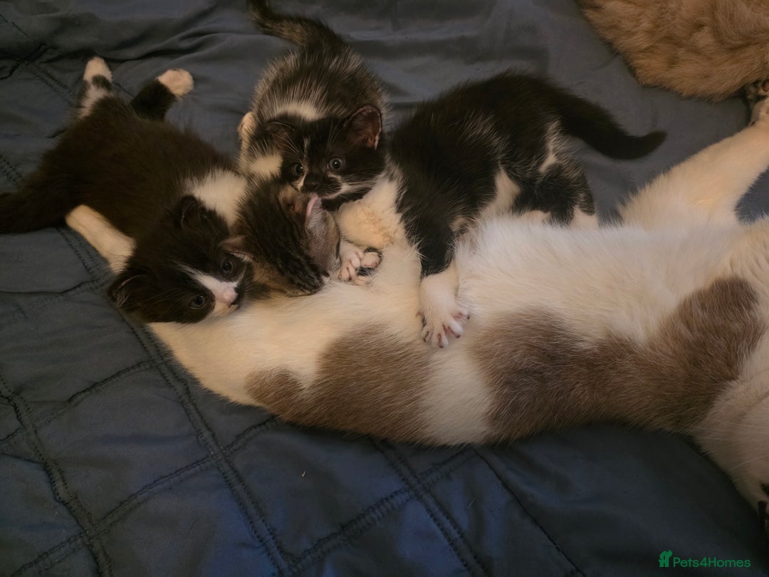 Mixed Breed cats for sale: 3 adorable kittens. Mum is half ragdoll - Advert 2