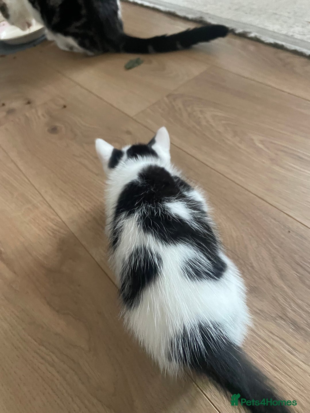 Domestic Shorthair cats for sale: 2 Male Kittens - Image 17