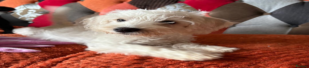 Mixed Breed Puppy 2