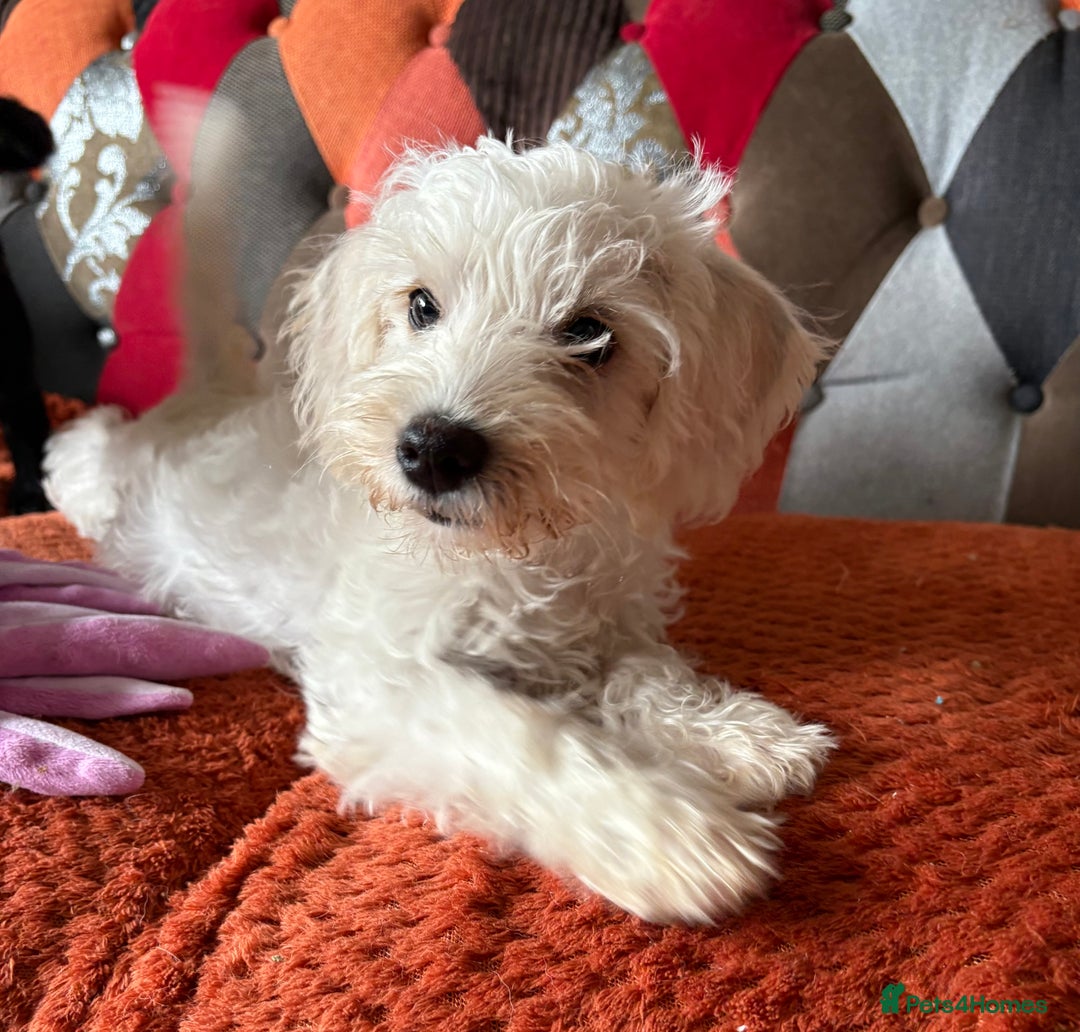 Mixed Breed dogs for sale: Gorgeous puppies ready for their forever homes - Image 2