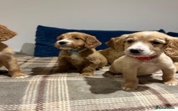 Goldendoodle dogs for sale: Adorable Golden Cocker Doodles  - Image 10