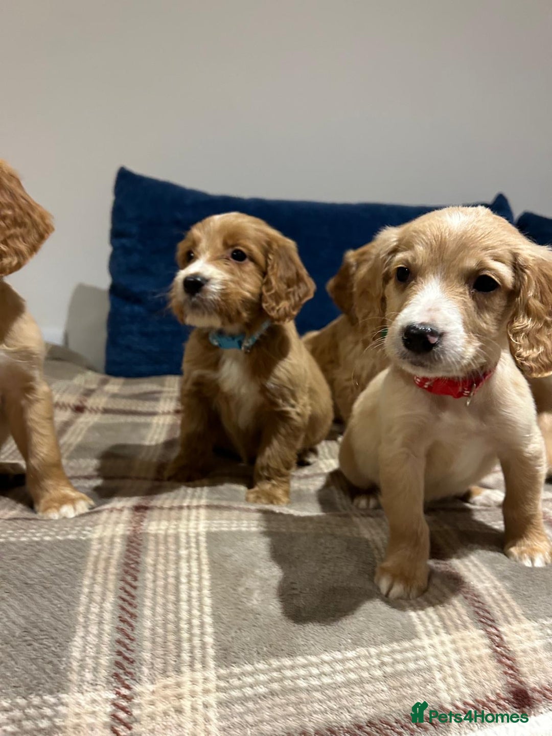 Goldendoodle dogs for sale: Adorable Golden Cocker Doodles  - Image 10