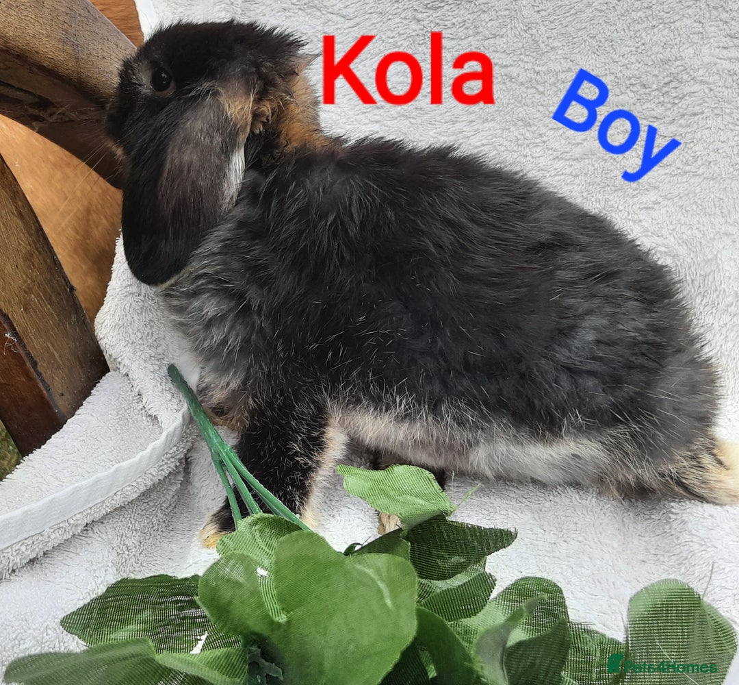 Mini Lop rabbits for sale: 3 Beautiful Baby Mini Lops - Image 4