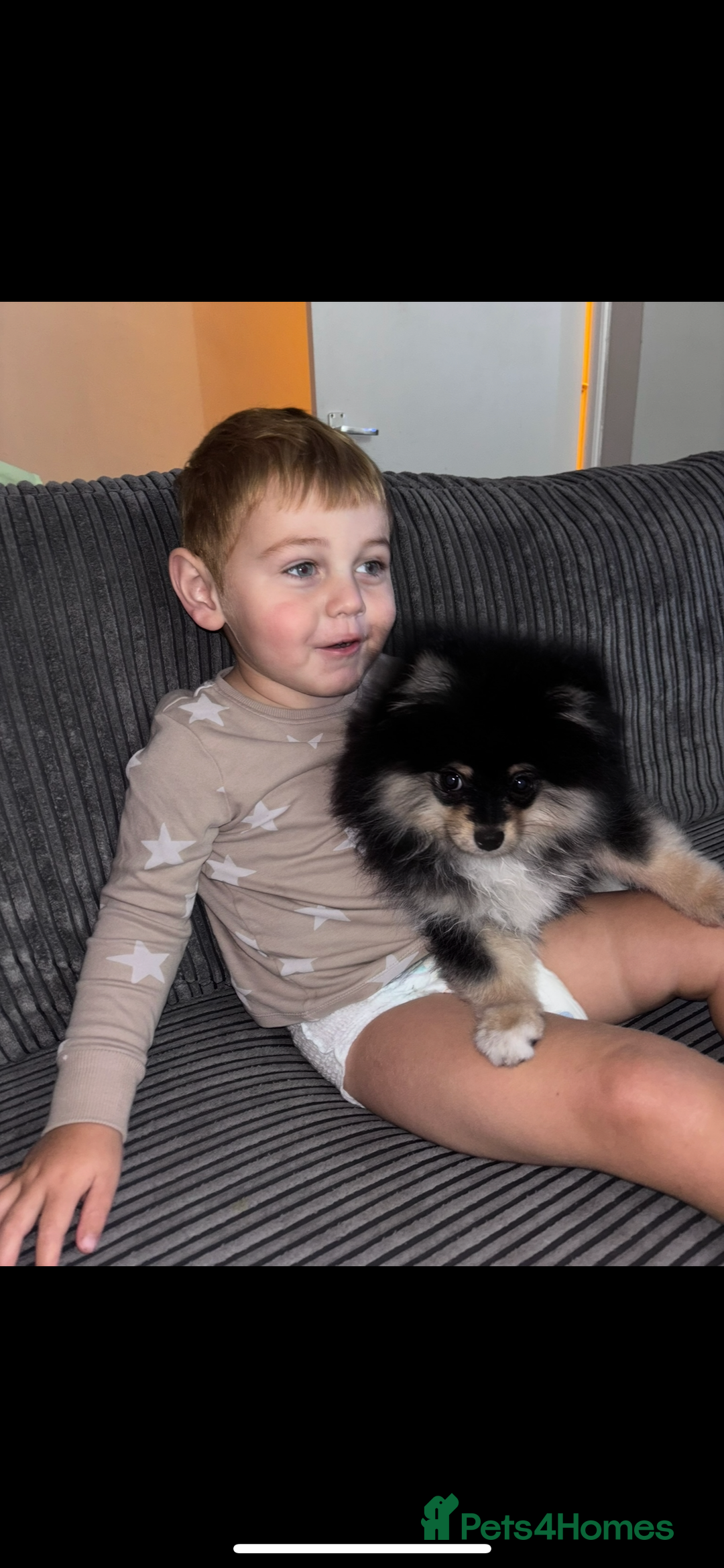 Pomeranian dogs for sale: Miniature teddy bear Pomeranian - Image 2
