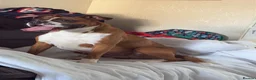 Boxer dogs for sale: Red and White Boxer Puppies  - Advert 2
