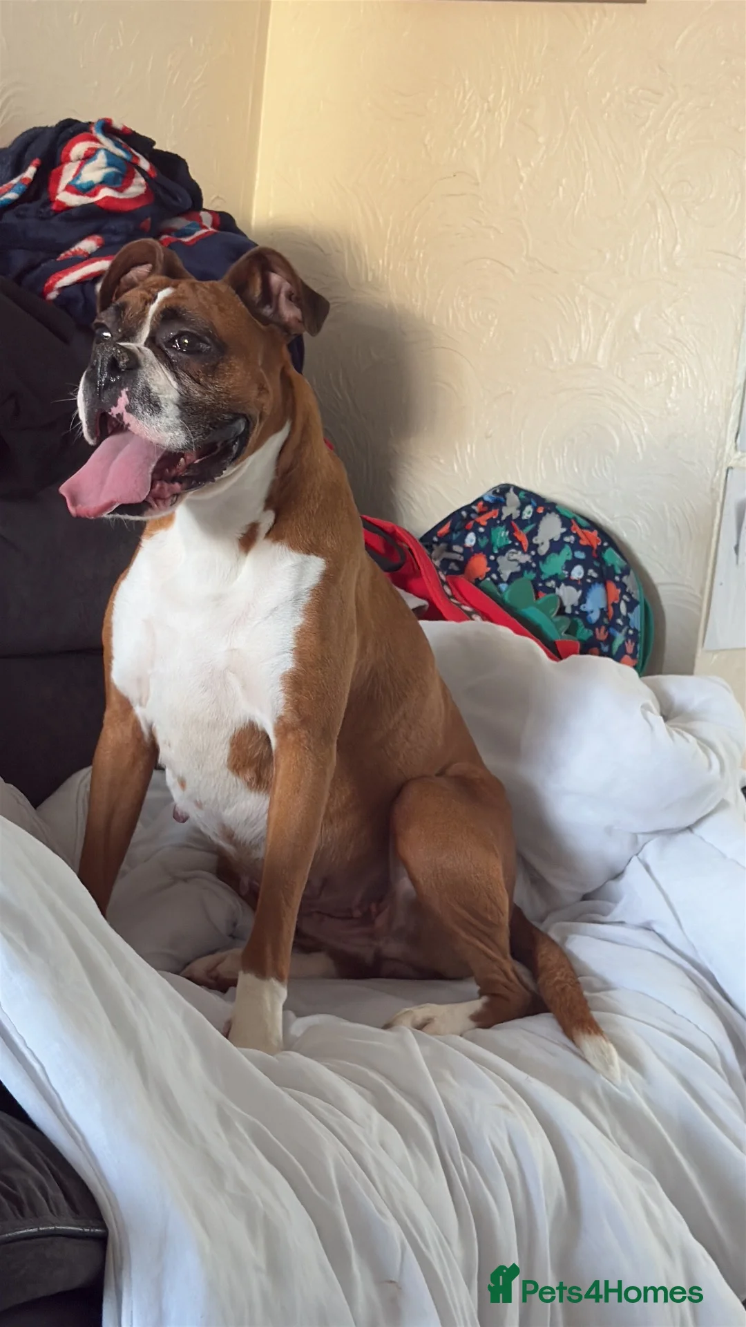 Boxer dogs for sale: Red and White Boxer Puppies  - Advert 2