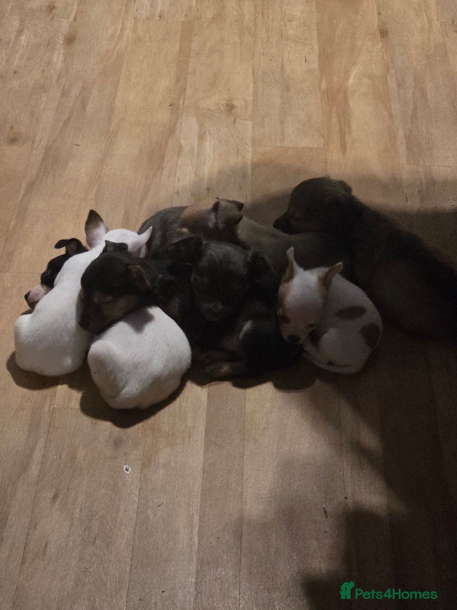 Mixed Breed dogs Jackawawas  - Advert 1