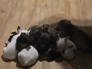 Mixed Breed dogs Jackawawas - Advert 1