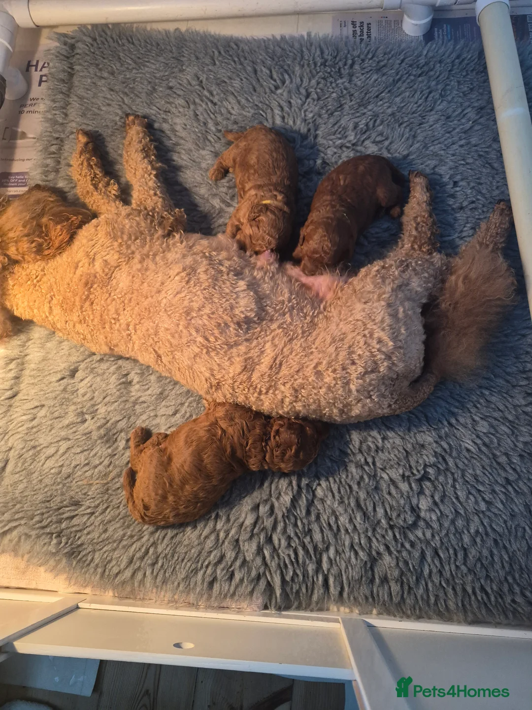 Miniature Poodle dogs for sale: GORGEOUS 💕Red Miniature Poodle Puppies  - Advert 8