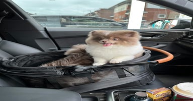 Pomeranian dogs  Tiny rare lilac tan Parti girl 💖 - Advert 10