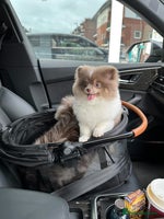 Pomeranian dogs Tiny rare lilac tan Parti girl 💖 - Advert 3