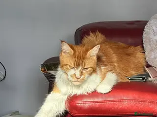 Maine Coon cats Mixed maincoon in Renfrew - Advert 8