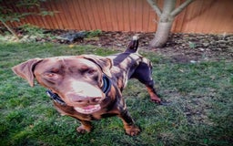 Dobermann dogs for sale: Louis 3 years old Dobermann Dog - price negotiable - Image 8