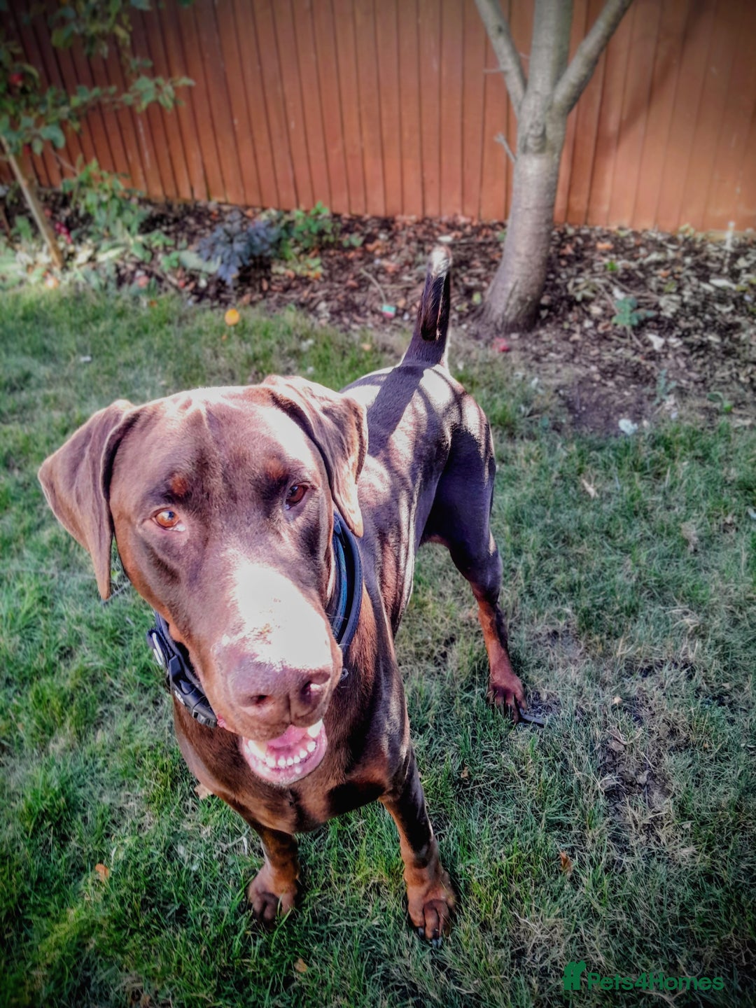 Dobermann dogs for sale: Louis 3 years old Dobermann Dog - price negotiable - Image 8