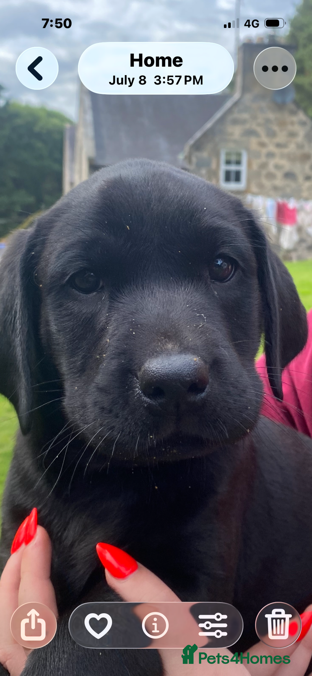 Labrador Retriever dogs for sale: KC health tested Labrador puppies  - Image 9