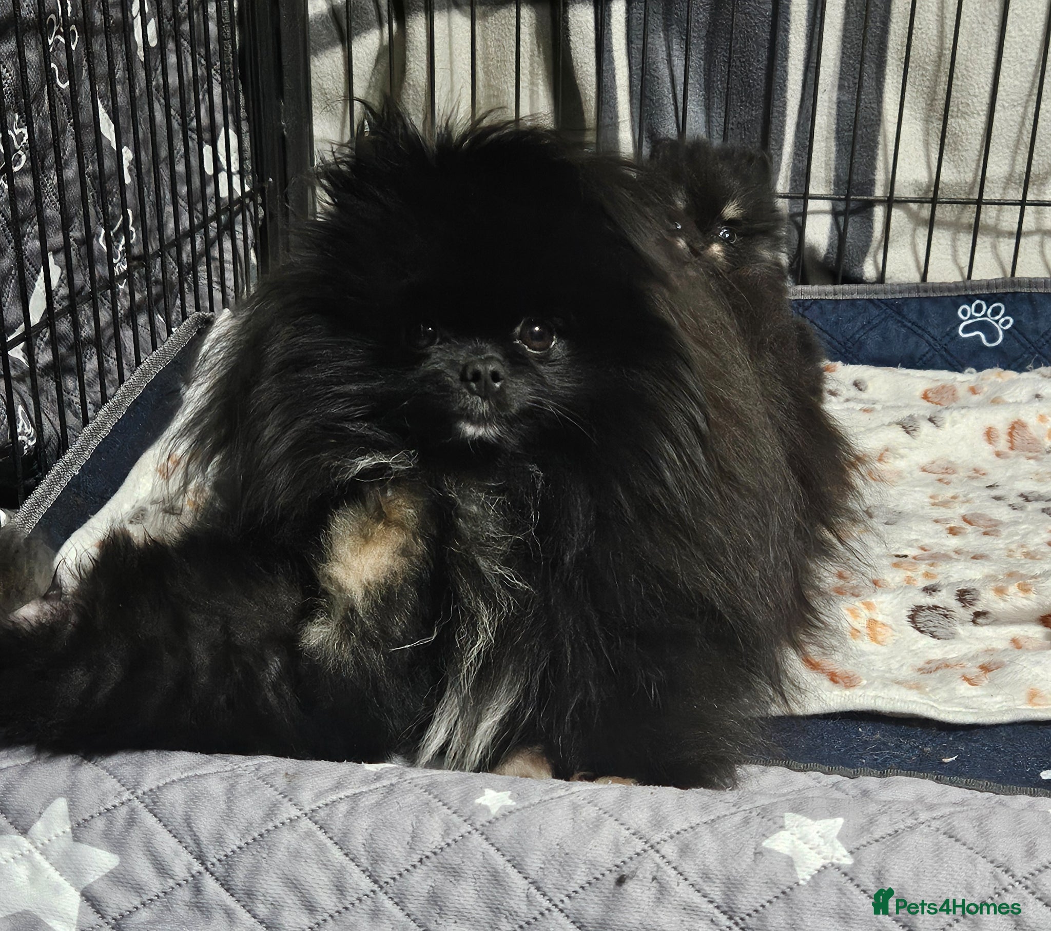 Pomeranian dogs Stunning litter Pomeranian puppies.  - Advert 1