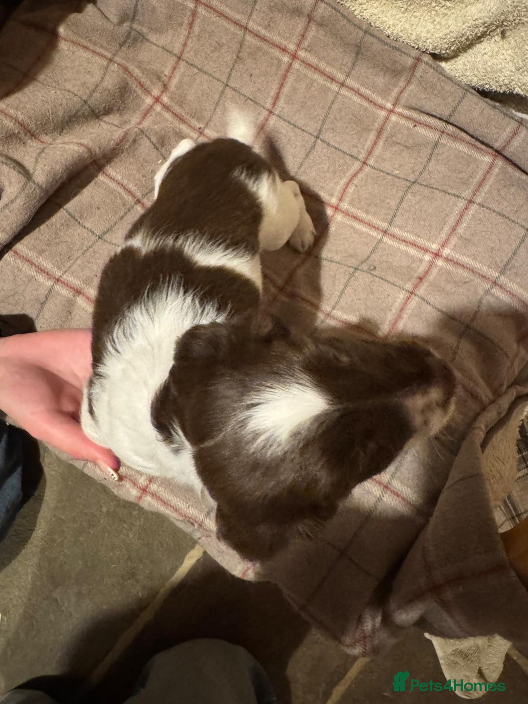 Sprocker dogs for sale: Sprocker Spaniel Puppies  - Image 6