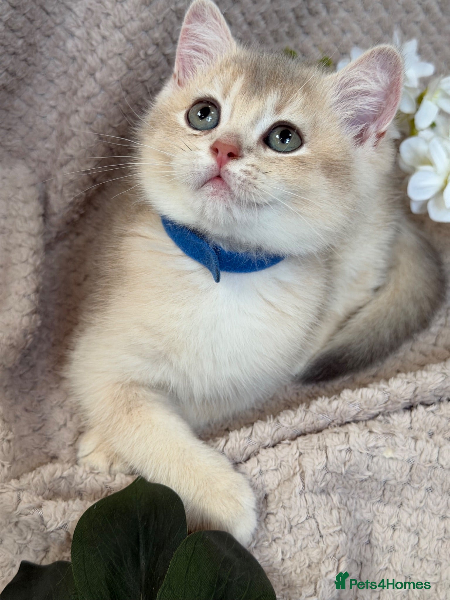British Shorthair cats British sh blue golden kittens GCCF  - Advert 1