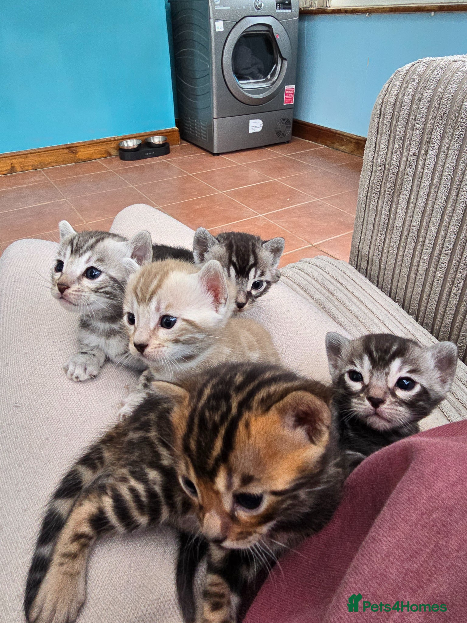 Bengal cats TICA Registered Stunning Bengal Kittens  - Advert 6
