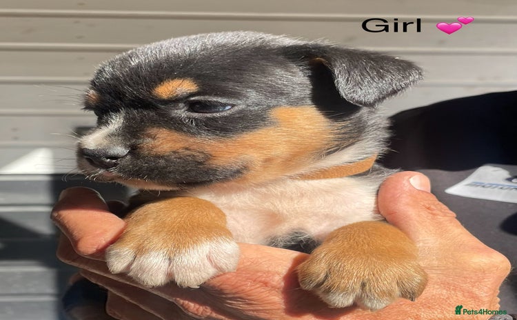 Rottweiler dogs - Advert 6
