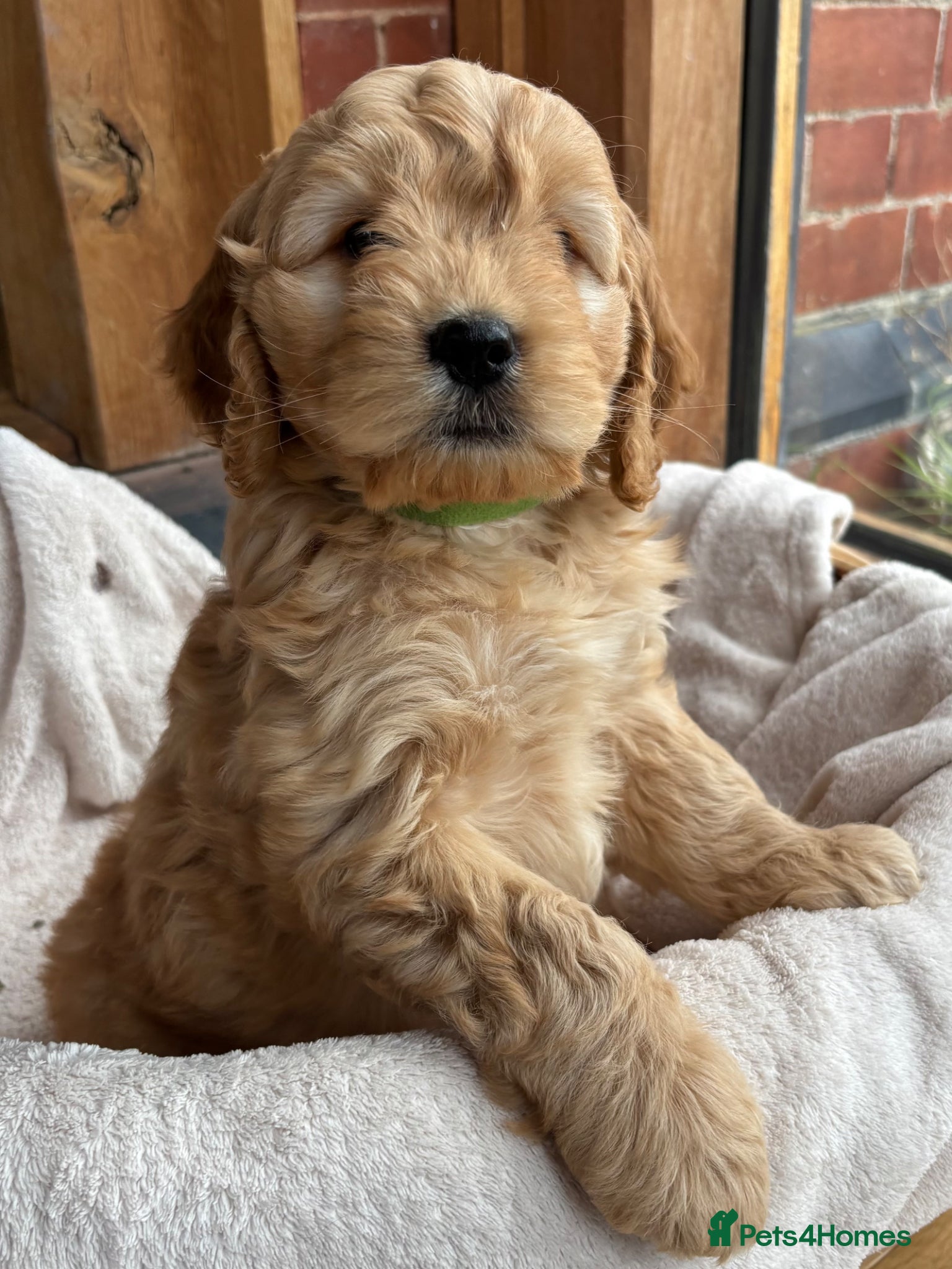 Cocker Spaniel dogs Stunning Cockapoo F1 Puppies KC Parents  - Advert 18