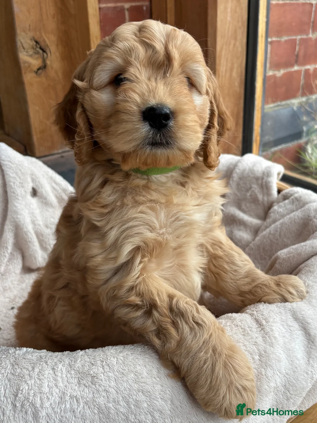 Cocker Spaniel dogs for sale: Stunning Cockapoo F1 Puppies KC Parents  - Advert 2