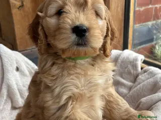 Cocker Spaniel dogs Stunning Cockapoo F1 Puppies KC Parents - Advert 3