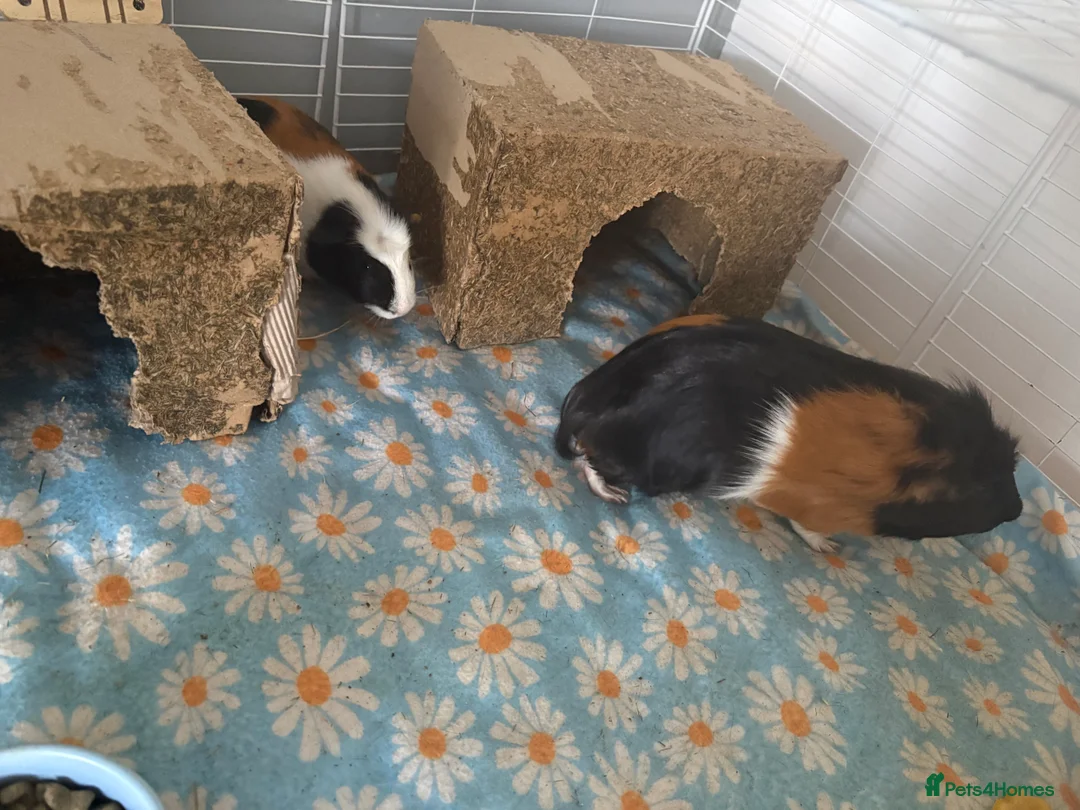 Guinea Pig rodents for sale: 2 male guinea pigs in Chelmsford - Advert 4