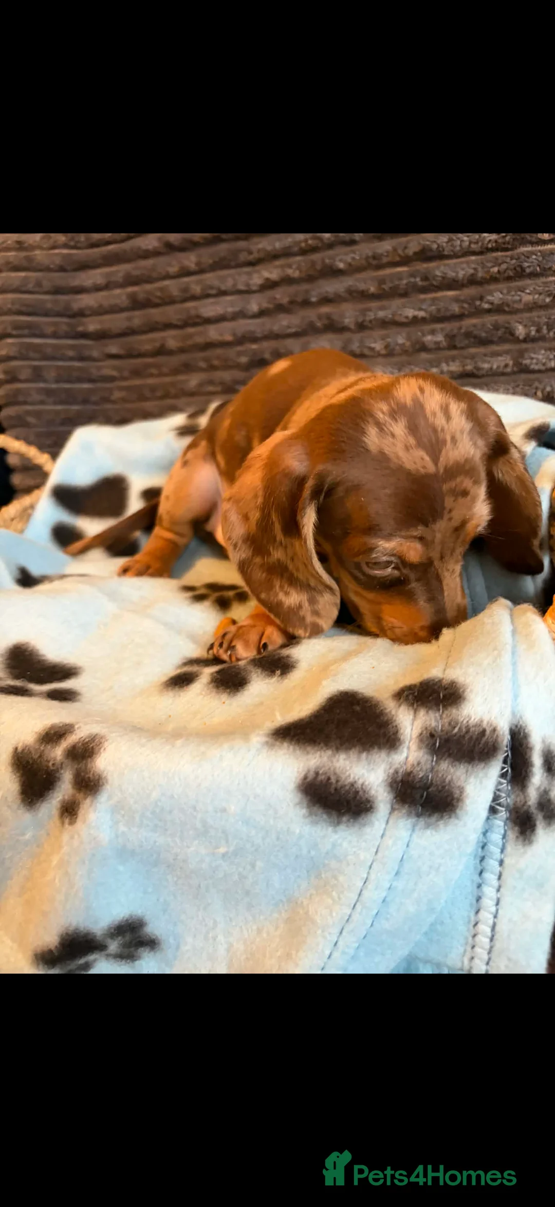 Miniature Dachshund dogs for sale: KC registered Miniature Dachshund puppies  - Advert 11