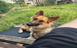 German Shepherd dogs for sale: Ready now! Lovely German shepherd girl puppies gsd - Image 13