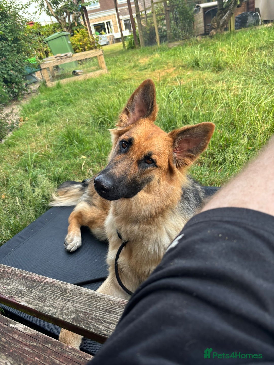 German Shepherd dogs for sale: Ready now! Lovely German shepherd girl puppies gsd - Image 13