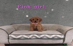 Cavachon dogs for sale: Beautiful Cavapoochon puppies 🥰 - Image 4