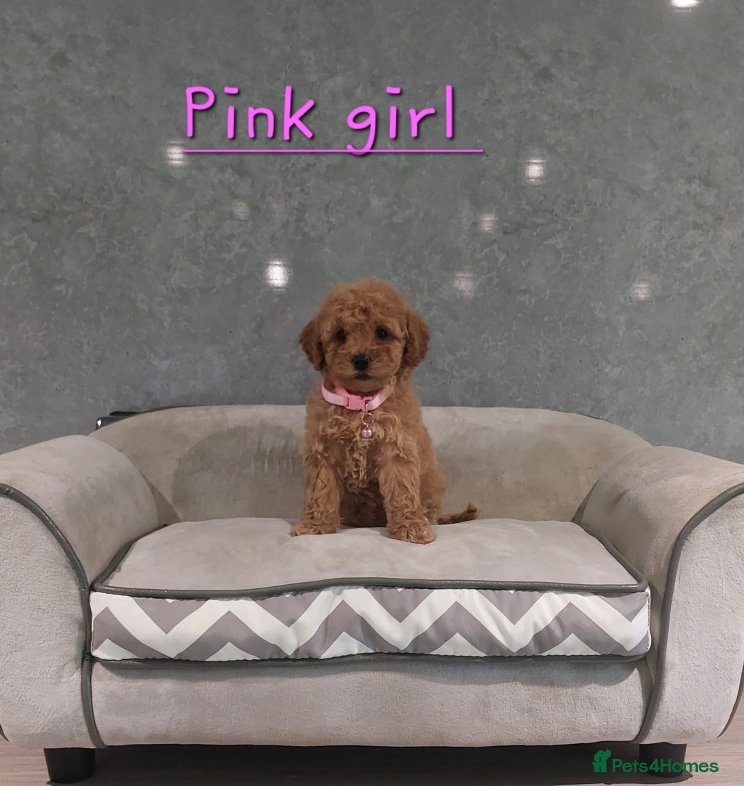 Cavachon dogs for sale: Beautiful Cavapoochon puppies 🥰 - Image 4