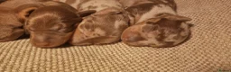 Miniature Dachshund dogs for sale: Miniature dachshund puppies  - Advert 13