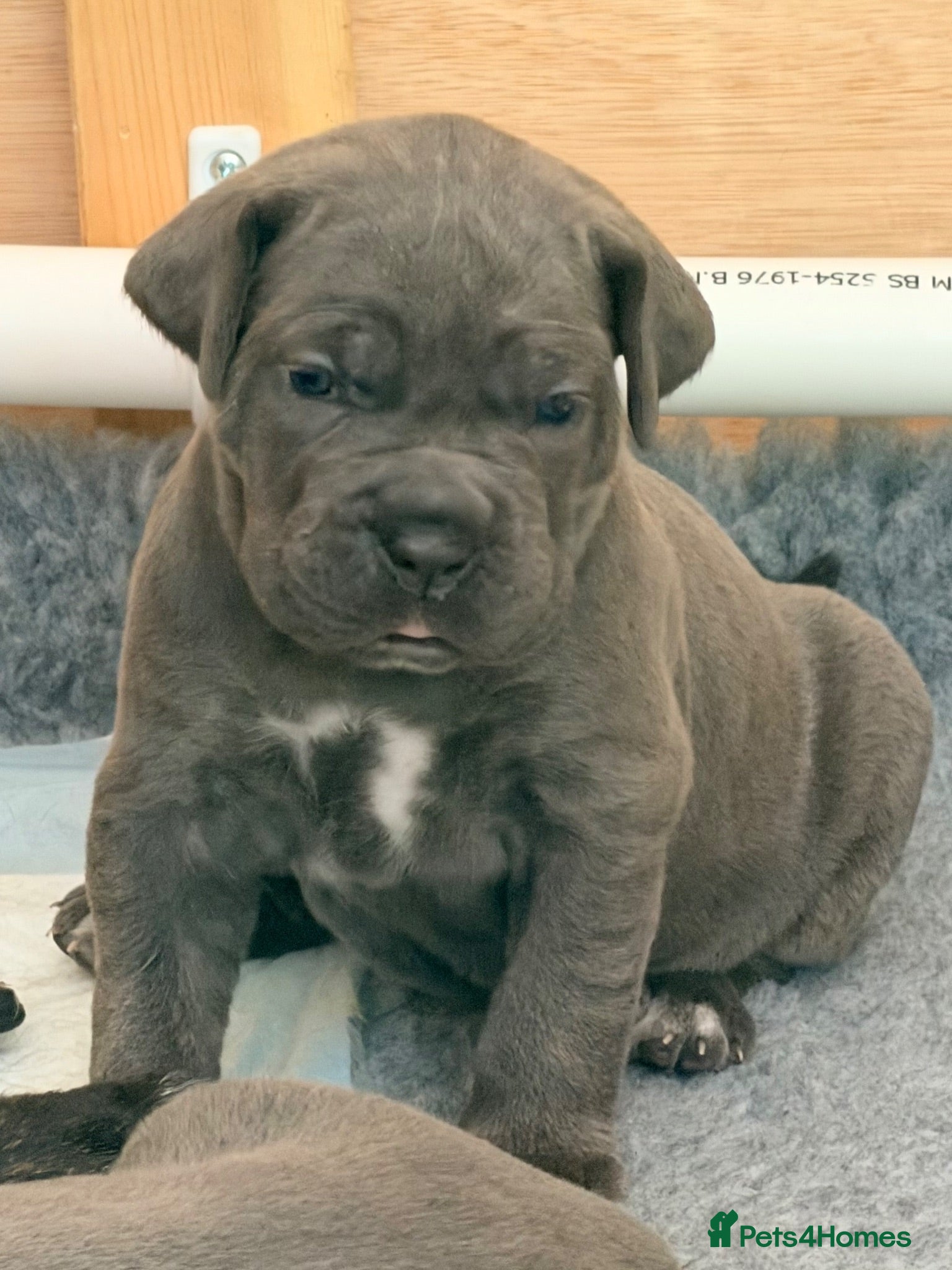 Cane Corso dogs Final 3 girls -health tested parents. - Advert 1