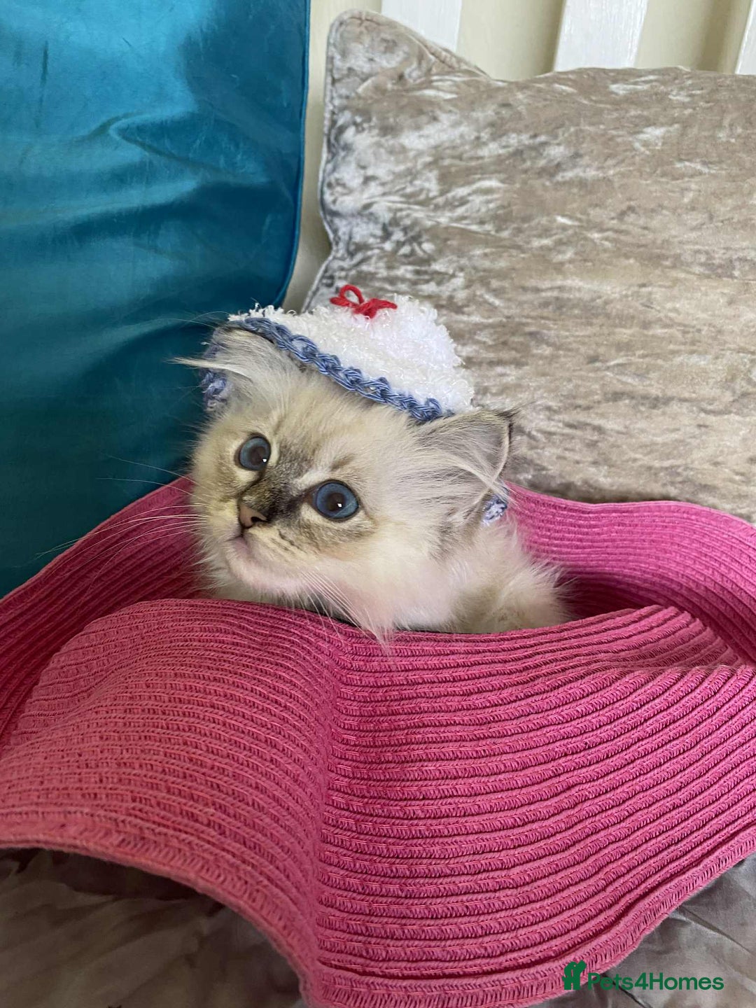 Ragdoll cats for sale:  Charming and fluffy Female Ragdoll Kittens - Image 15