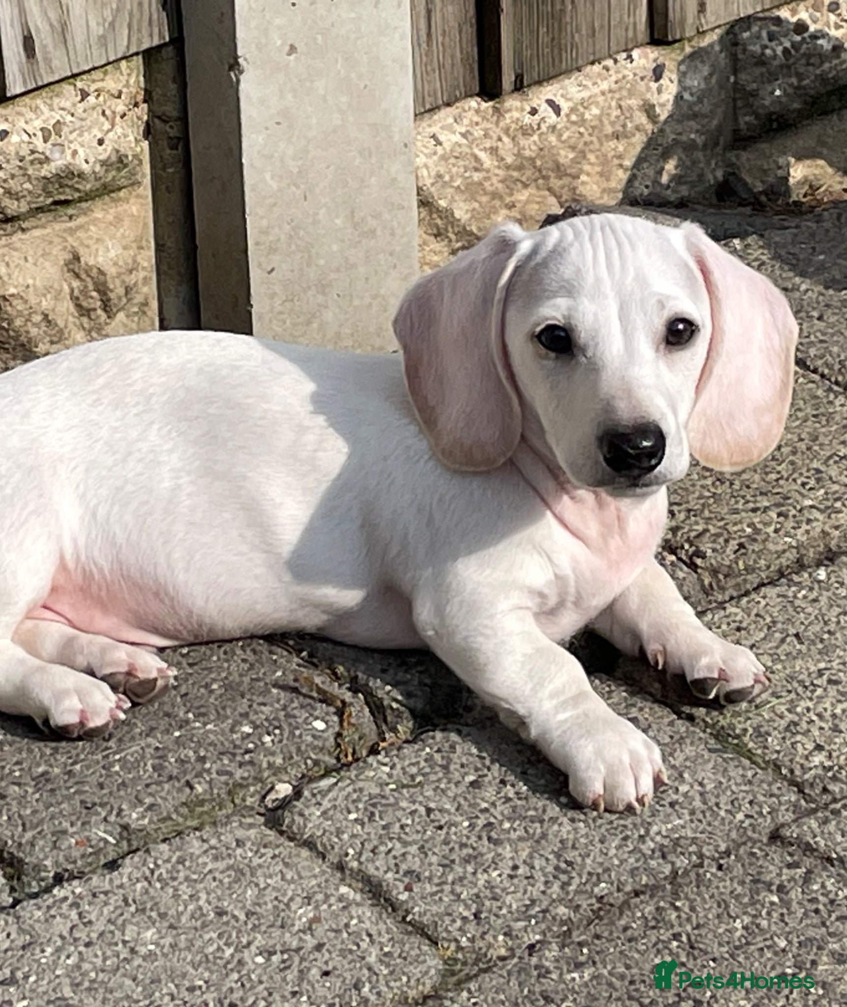 Miniature Dachshund dogs Ready now - KC Smooth Haired Miniature Dachshund - Advert 15