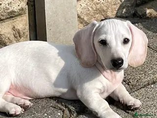 Miniature Dachshund dogs Ready now - KC Smooth Haired Miniature Dachshund - Advert 15