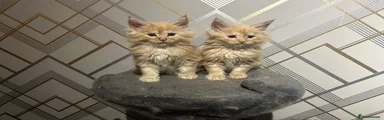 Maine Coon 1