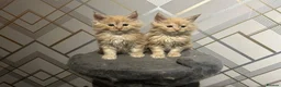 Maine Coon cats for sale: Adorable Maine Coon Kittens 3 left  - Advert 2