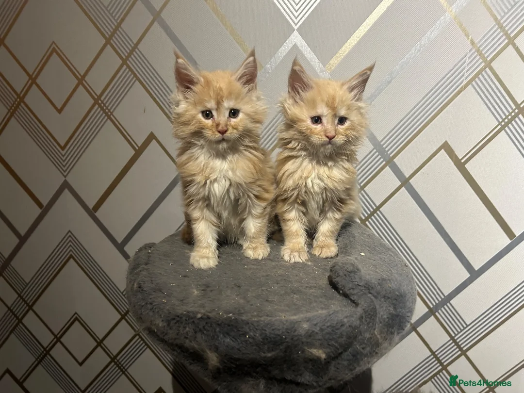 Maine Coon cats for sale: Adorable Maine Coon Kittens 3 left  - Advert 2