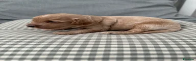 Cockapoo 3