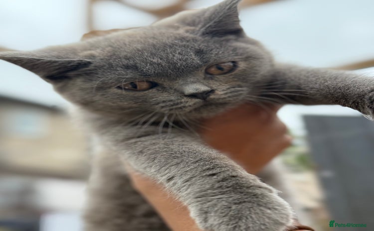 British Shorthair cats - Advert 15