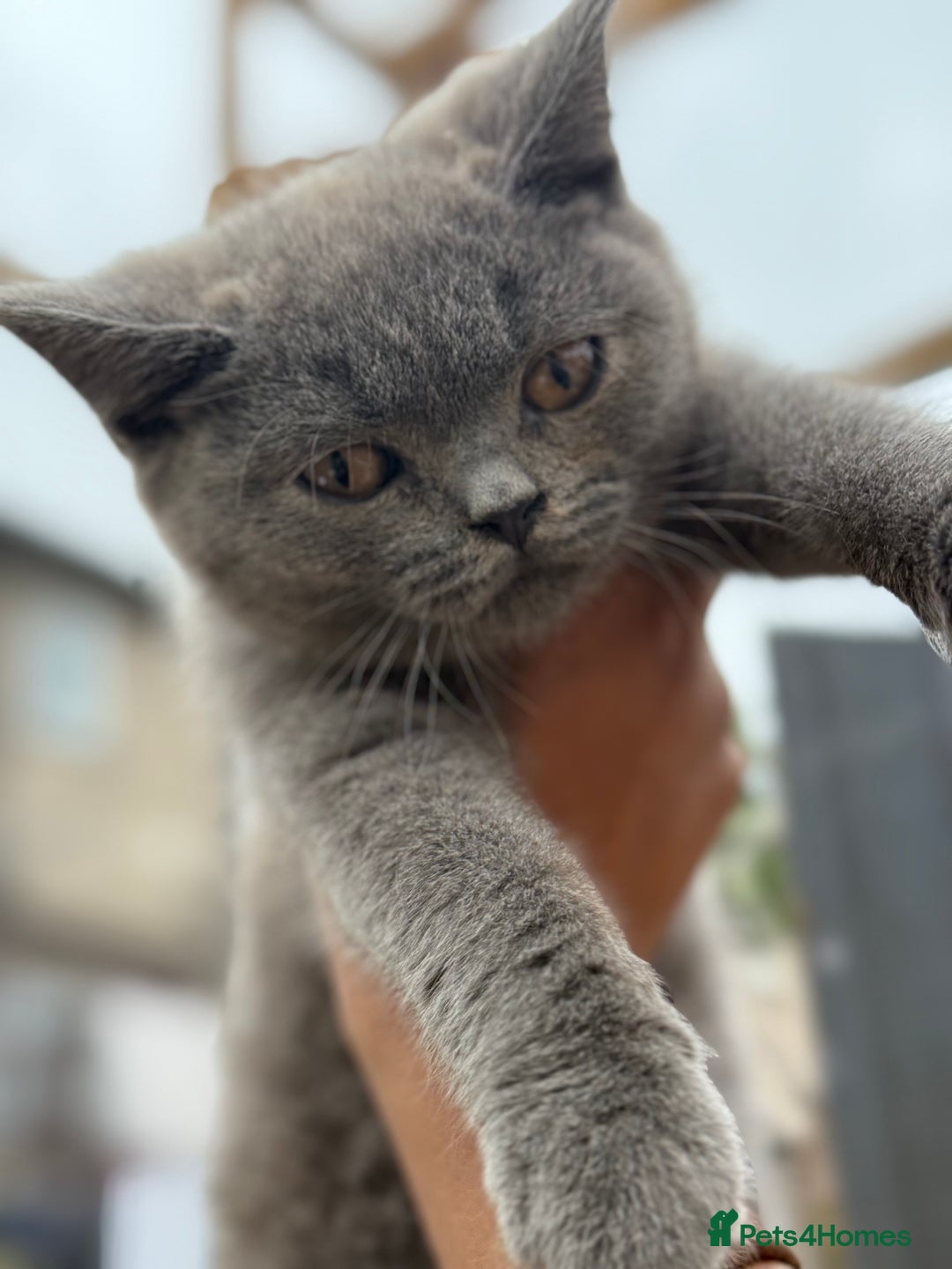 British Shorthair cats for sale: 🏡 Vaccinated Bsh kittens - GCCF parents - Image 1